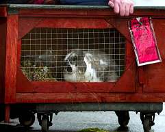 The rabbit that got a parking ticket!