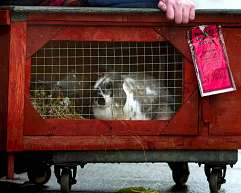 Bunny rabbit gets parking ticket